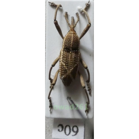 Cryptoderma sp. C.Ritsema, 1885 Philippines60c